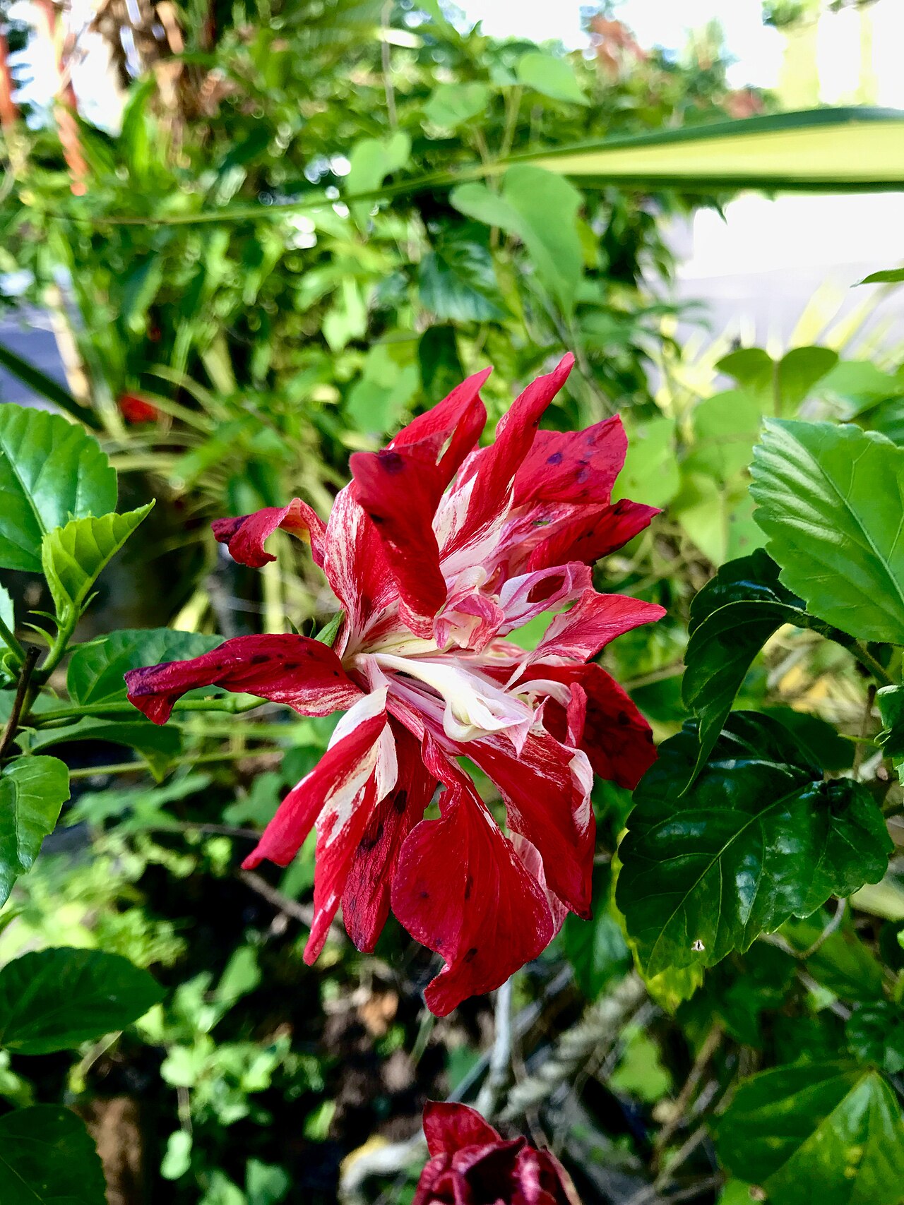 Crimson Sea